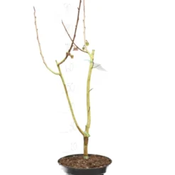 Asimina Triloba Davis - Totale Hoogte 80+ Cm - 2 Ltr Pot -Goedkope Hof Rustig Winkel 1872611682