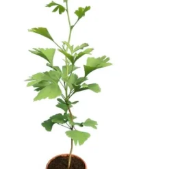 Ginkgo Biloba - Pot Ø 26 Cm