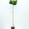 Ginkgo Biloba Op Stam - Totale Hoogte 200+ Cm - Pot 18 Ltr [pallet]