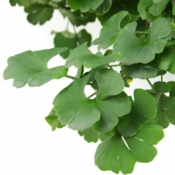 Ginkgo Biloba Op Stam - Totale Hoogte 200+ Cm - Pot 18 Ltr [pallet] -Goedkope Hof Rustig Winkel 1895483067