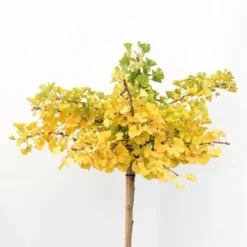 Ginkgo Biloba Op Stam - Totale Hoogte 200+ Cm - Pot 18 Ltr [pallet] -Goedkope Hof Rustig Winkel 1895483070
