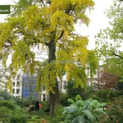 Ginkgo Biloba Sp. Menhir 3 Ltr. -Goedkope Hof Rustig Winkel 1895484402