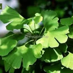 Ginkgo Biloba Sp. Menhir 3 Ltr. -Goedkope Hof Rustig Winkel 1895484405