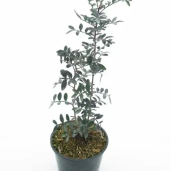 Pistacia Lentiscus - Totale Hoogte 40-60 Cm - Pot Ø 18 Cm