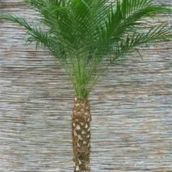 Phoenix Roebelenii - Stam 80-100 Cm [pallet] -Goedkope Hof Rustig Winkel 1914008130