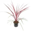 Cordyline Australis Can Can - Pot Ø 19 Cm