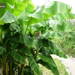 Musa Basjoo - Pot Ø 26 Cm -Goedkope Hof Rustig Winkel 1943405274