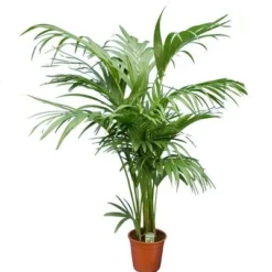 Howea Forsteriana - Totale Hoogte 130-150 Cm - Pot Ø 20 Cm