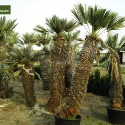 Trithrinax Campestris - Stam 20+ Cm - Totale Hoogte 80-90 Cm - Pot Ø 55 Cm [pallet] -Goedkope Hof Rustig Winkel 1943458113