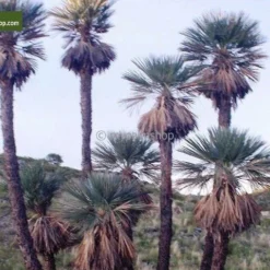Trithrinax Campestris - Stam 30-40 Cm - Totale Hoogte 110-130 Cm - Pot Ø 60 Cm [pallet] -Goedkope Hof Rustig Winkel 1943458710
