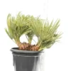 Trithrinax Campestris - Stam 20-30 Cm - Totale Hoogte 90-110 Cm - Pot Ø 50 Cm [pallet]