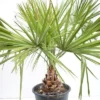 Livistona Decipiens - Stam 30+ Cm - Totale Hoogte 130-150 Cm - Pot Ø 50 Cm [pallet]