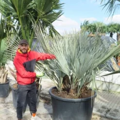 Nannorrhops Sp. Silver Iran - Stam 50-70 Cm - Totale Hoogte 200+ Cm - Pot Ø 100 Cm [pallet]