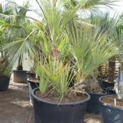 Nannorrhops Sp. Silver Iran - Stam 50-70 Cm - Totale Hoogte 200+ Cm - Pot Ø 100 Cm [pallet] -Goedkope Hof Rustig Winkel 1943730189