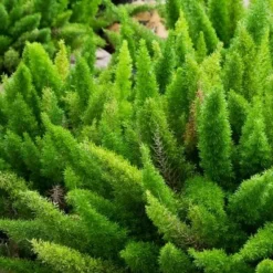 Asparagus Meyeri - Pot 17 Cm -Goedkope Hof Rustig Winkel 1946630226