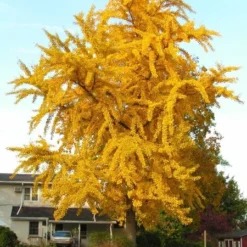 Ginkgo Biloba - Pot Ø 19 Cm -Goedkope Hof Rustig Winkel 1947438873