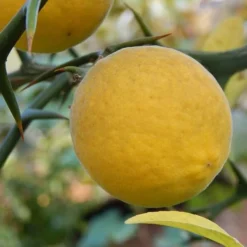 Poncirus Trifoliata - Totale Hoogte 70-90 Cm - Pot Ø 22 Cm