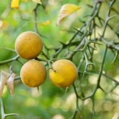 Poncirus Trifoliata - Totale Hoogte 70-90 Cm - Pot Ø 22 Cm -Goedkope Hof Rustig Winkel 1950444057