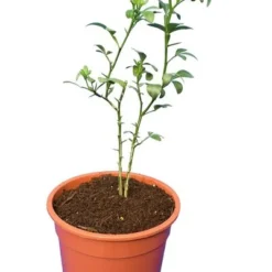 Poncirus Trifoliata - Totale Hoogte 70-90 Cm - Pot Ø 22 Cm -Goedkope Hof Rustig Winkel 1950444060