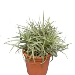 Puya Venusta - Totale Hoogte 40-50 Cm - Pot Ø 26 Cm