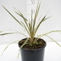 Cordyline Australis Torbay Dazzler - Totale Hoogte 60-80 Cm - Pot Ø 22 Cm