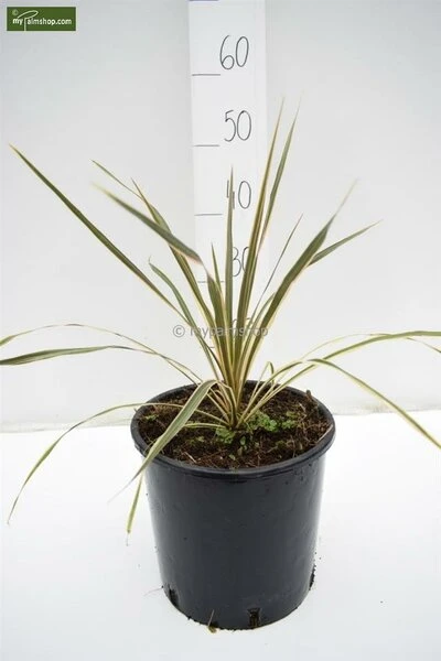 Cordyline Australis Torbay Dazzler - Totale Hoogte 60-80 Cm - Pot Ø 22 Cm 1 Cordyline Australis Torbay Dazzler - Totale Hoogte 60-80 Cm - Pot Ø 22 Cm