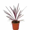Cordyline Australis Paso Doble - Pot 21 Cm