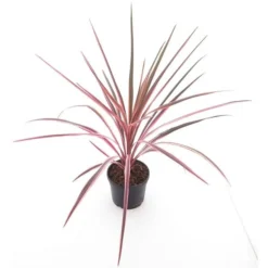 Cordyline Australis Paso Doble - Pot Ø 19 Cm