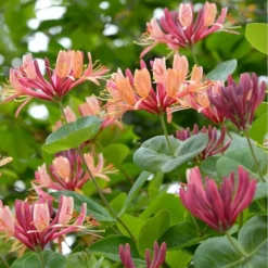 Lonicera Heckrottii - Totale Hoogte 160+ Cm - Pot Ø 20 Cm -Goedkope Hof Rustig Winkel 1960114281
