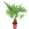 Washingtonia Robusta Multitrunk - Totale Hoogte 140+ Cm - Pot Ø 35 Cm
