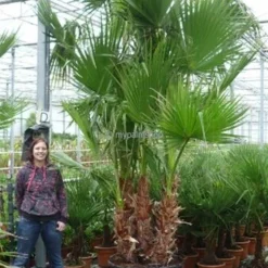 Washingtonia Robusta Multitrunk - Totale Hoogte 140+ Cm - Pot Ø 35 Cm -Goedkope Hof Rustig Winkel 1963166748