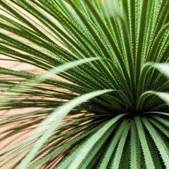 Dasylirion Wheeleri - Pot Ø 27 Cm -Goedkope Hof Rustig Winkel 1963628640