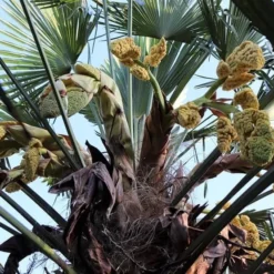 Trachycarpus Wagnerianus - Stam 40-50 Cm - Totale Hoogte 140-160 Cm - Pot Ø 35 Cm 8 Trachycarpus Wagnerianus - Stam 40-50 Cm - Totale Hoogte 140-160 Cm - Pot Ø 35 Cm -Goedkope Hof Rustig Winkel 1965821160