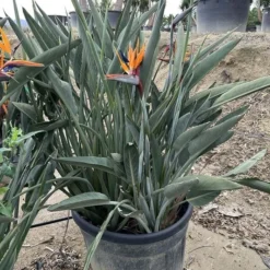 Strelitzia Reginae - Pot Ø 65 Cm [pallet]