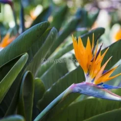Strelitzia Reginae - Pot Ø 65 Cm [pallet] -Goedkope Hof Rustig Winkel 1967575350