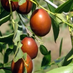 Ziziphus Sativa - Pot 15 X 15 Cm