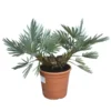 Trithrinax Campestris - Totale Hoogte 40-60 Cm - Pot Ø 28 Cm