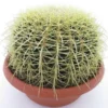 Echinocactus Grusonii - Pot Ø 25 Cm