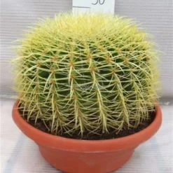 Echinocactus Grusonii - Pot Ø 25 Cm -Goedkope Hof Rustig Winkel 1972124076