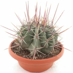 Ferocactus Coloratus Ssp. Rectispinus - Pot Ø 28 Cm