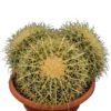 Echinocactus Grusonii Multihead Pot Ø 28 Cm