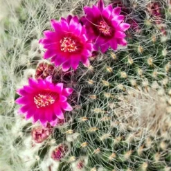 Echinocactus Grusonii Multihead Pot Ø 28 Cm -Goedkope Hof Rustig Winkel 1972223808