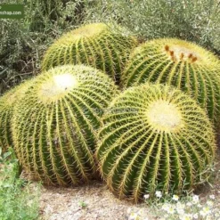 Echinocactus Grusonii Multihead Pot Ø 28 Cm -Goedkope Hof Rustig Winkel 1972223811
