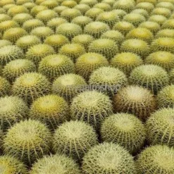 Echinocactus Grusonii Multihead Pot Ø 28 Cm -Goedkope Hof Rustig Winkel 1972223814