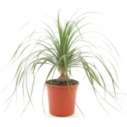 Beaucarnea Recurvata - Pot Ø 26 Cm