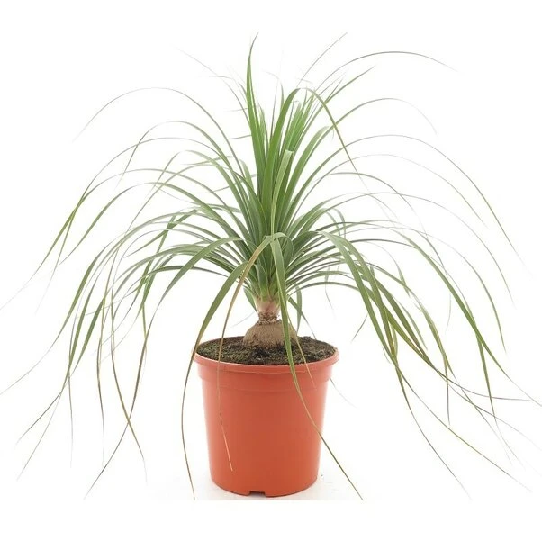 Beaucarnea Recurvata - Pot Ø 26 Cm 1 Beaucarnea Recurvata - Pot Ø 26 Cm