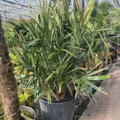 Rhapidophyllum Hystrix - Pot Ø 80 Cm [pallet]