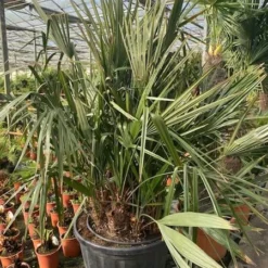 Rhapidophyllum Hystrix - Pot Ø 80 Cm [pallet] -Goedkope Hof Rustig Winkel 1972511520