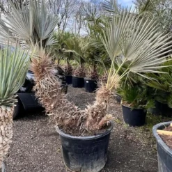 Trithrinax Campestris - Stam 110 + 60 Cm [pallet]