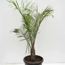 Dypsis Decaryi - Totale Hoogte 90-110 Cm - Pot Ø 20 Cm -Goedkope Hof Rustig Winkel 1974172440
